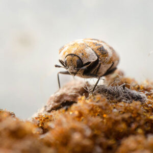 Can Carpet Cleaner Spread Bed Bugs