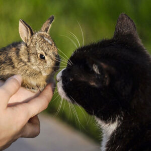 Can Cats And Rabbits Get Along