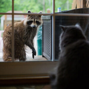 Can Cats And Raccoons Get Along