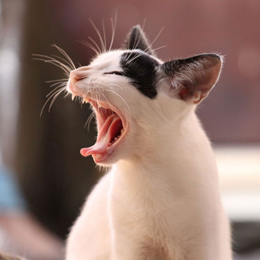 Can Cats Burp? (When? Why?)