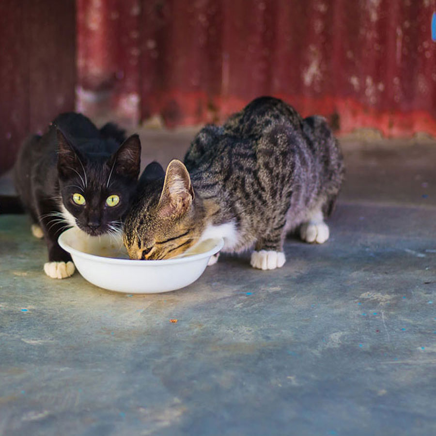 Can Cats Drink Almond Milk Outlinist