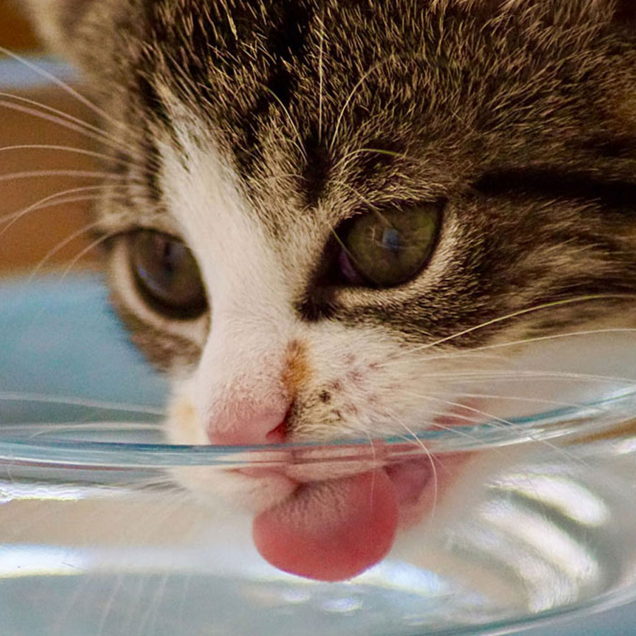 Can Cats Drink Bottled Water?