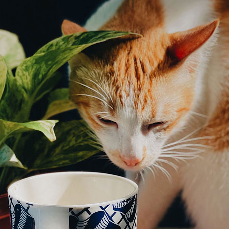 Can Cats Drink Coffee?