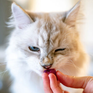 Can Cats Eat Blueberries?