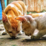 Can Cats Eat Cucumbers?