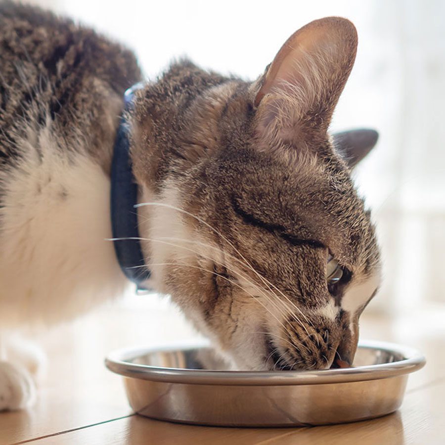 Can Cats Eat Doritos?