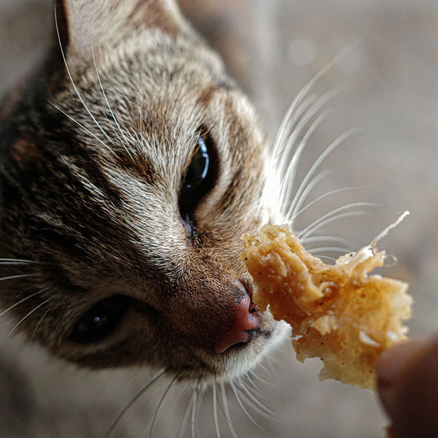 Can Cats Eat Fried Chicken? • Outlinist