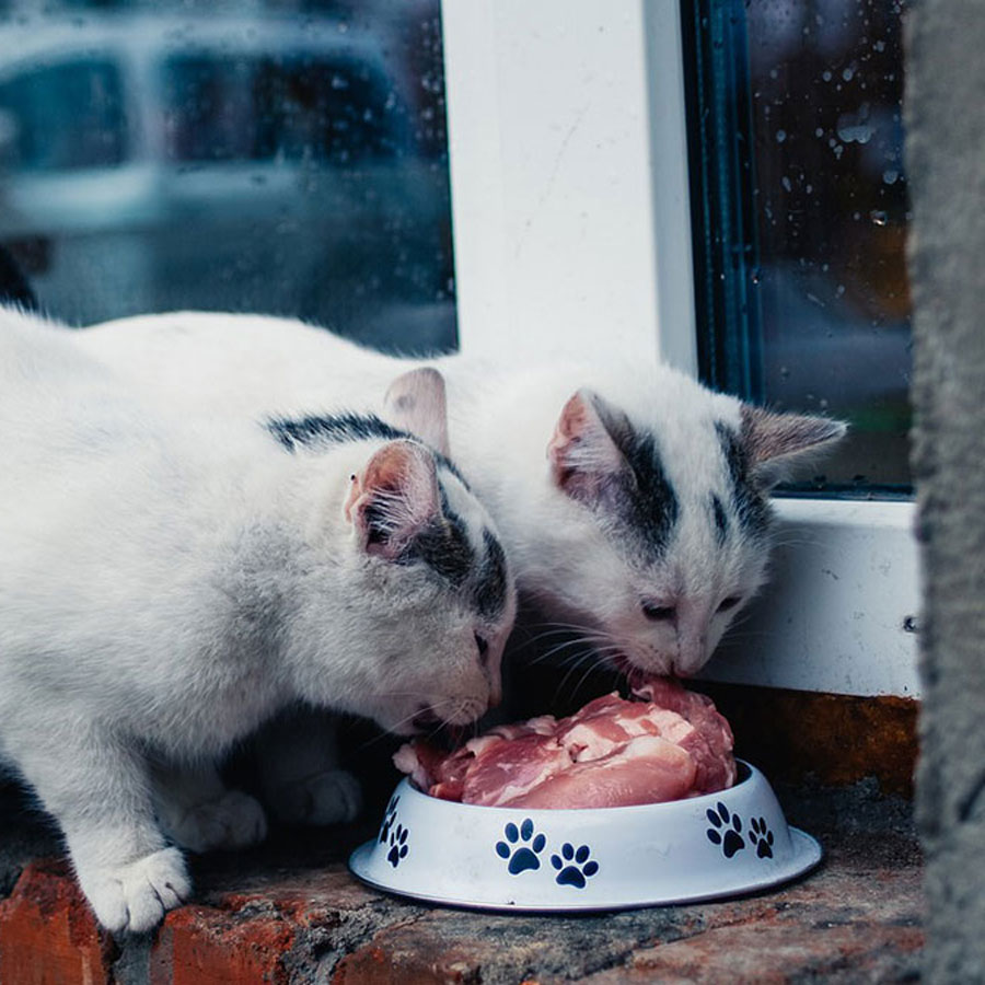 Can Cats Eat Raw Chicken?