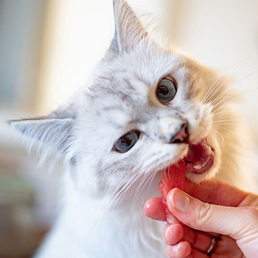 Can Cats Eat Strawberries?