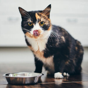 Can Cats Eat Whipped Cream?