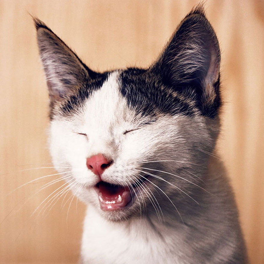 Can Cats Get Hiccups? (When? Why?)