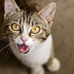 Can Cats Lose Their Voice?