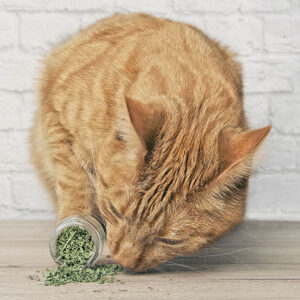 Can Nursing Cats Have Catnip