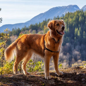 Everything To Know About Canadian Golden Retrievers