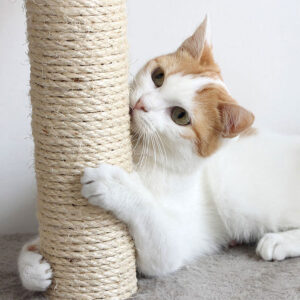 How Much Does A Cat Scratching Post Cost?