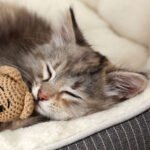 Should You Put Catnip In A Cat Bed?