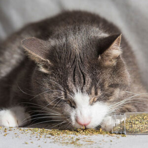 What Are The Actual Ingredients in Catnip?