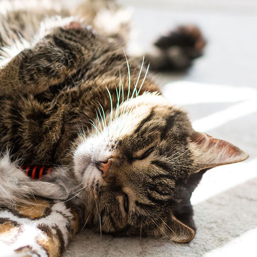 Should You Put Catnip on Scratching Post?