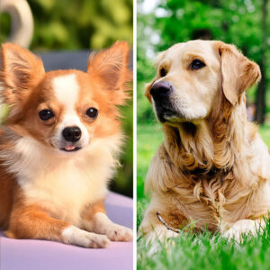 Chihuahua VS Golden Retriever: 19 Differences