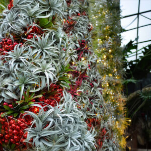 Holly, Ivy, and Other Christmas Plants