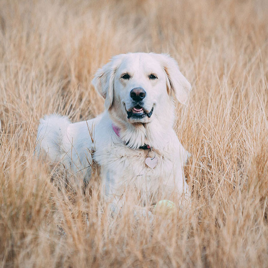 Everything To Know About Cream Golden Retrievers