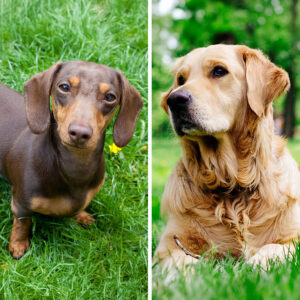 Dachshund VS Golden Retriever: 19 Differences