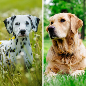 Dalmatian VS Golden Retriever: 19 Differences