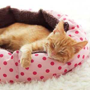 Do Calming Anti-Anxiety Cat Beds Work?