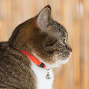 Do Cat Collars Need Bells?