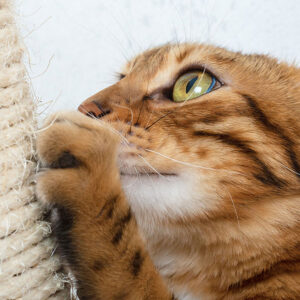 Does A Scratching Post Dull A Cat’s Nails?