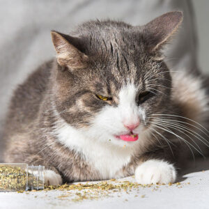 Does Catnip Increase a Cat’s Appetite?