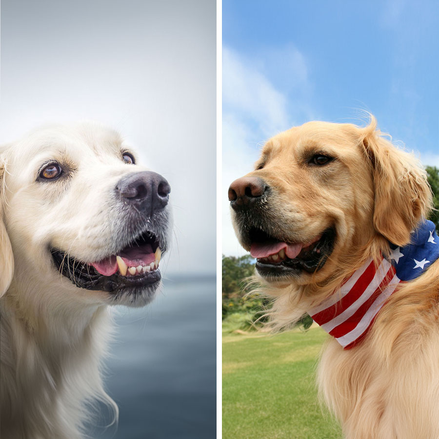 English VS American Golden Retriever