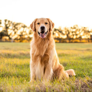 Field Golden Retriever