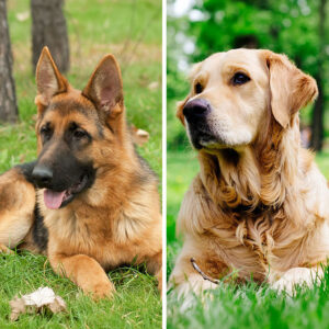 German Shepherd VS Golden Retriever: 19 Differences