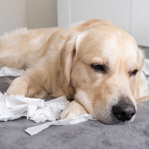 Identify & Fix Golden Retriever Behavior Problems