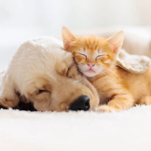 Golden Retriever Cats