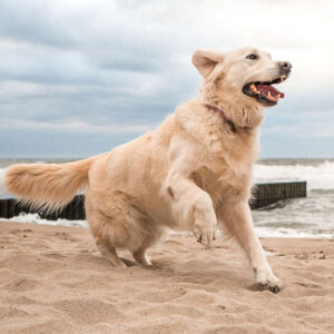 Golden Retriever Characteristics