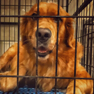 Golden Retriever Crate Size