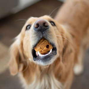 Best Diet for Golden Retrievers: Food Types, and More!