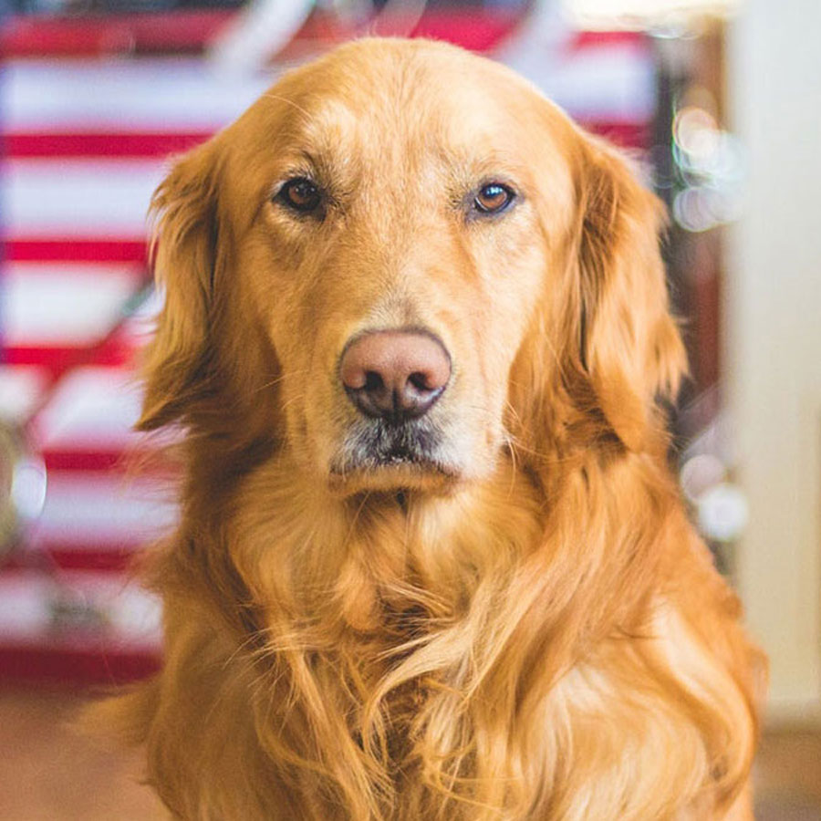 Golden Retriever Ear Infection: Symptoms, Causes, Treatment