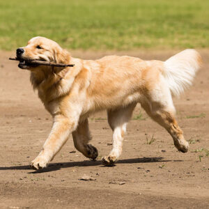 Golden Retriever Easy To Train