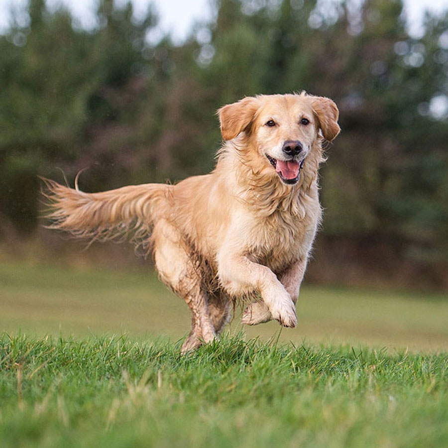 How Much Exercise Do Golden Retrievers Actually Need?