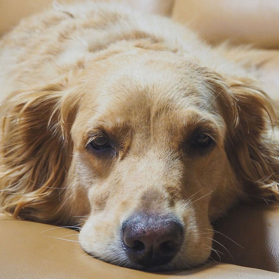 10 Most Common Golden Retriever Health Issues