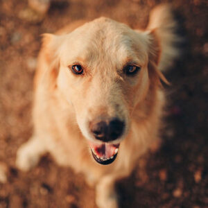 Golden Retriever Height