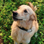 Are Golden Retrievers Hypoallergenic?