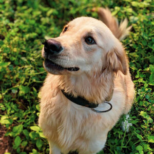 Golden Retriever Hypoallergenic