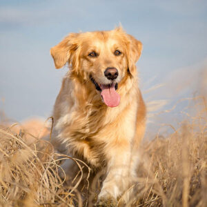 Golden Retriever Names