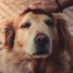 Why is My Golden Retriever’s Nose Turning Pink?