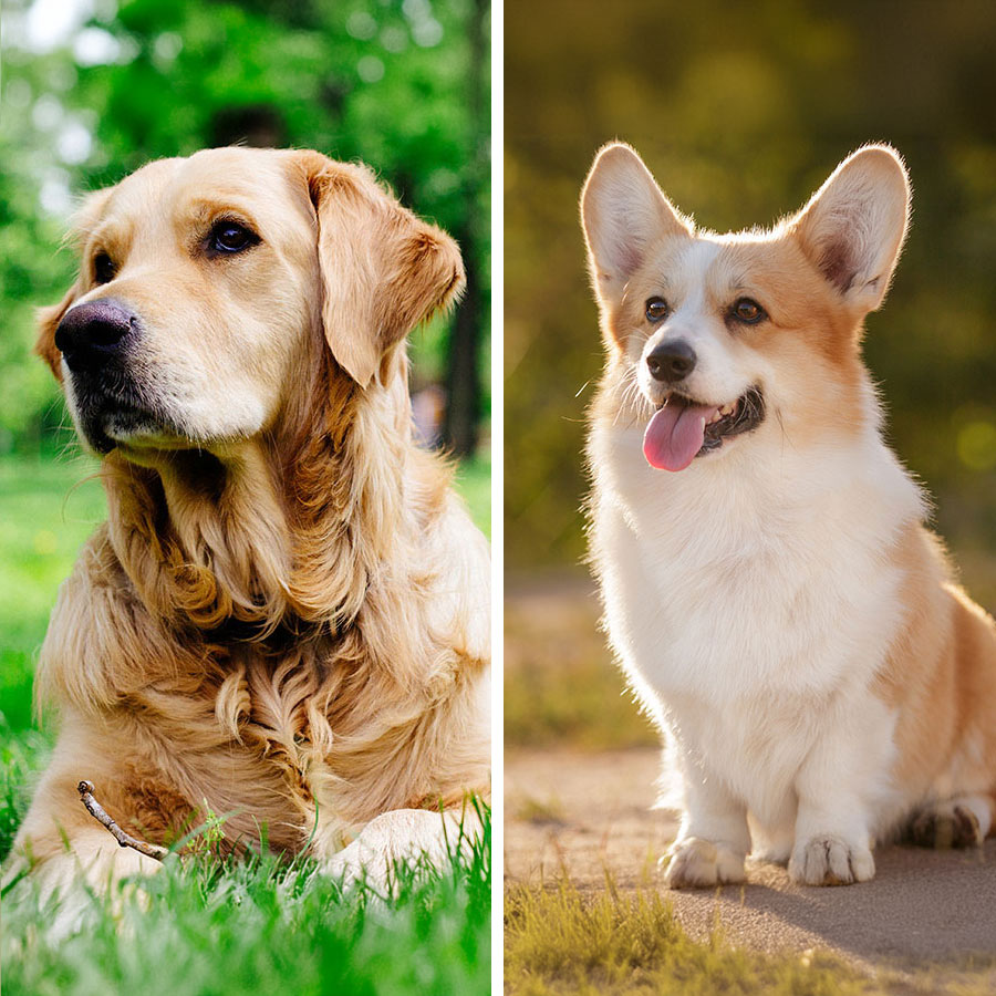 Golden Retriever Pembroke Welsh Corgi Mix