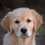 What is The Average Golden Retriever Price? (in 2026)